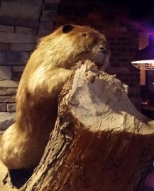 The Aspen Creek Beaver