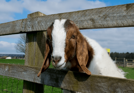 A goat comes to say hello at Adam Henson's Cotswold Farm Park