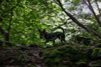 Rupert the dog explores the woodland