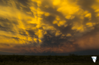 New Mexican Magic Mammatus