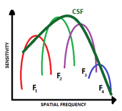 A graph demonstrating the spatial fequency functions and contrast sensitivity function. Many smaller spatial frequency curves make up the full contrast sensitivity curve