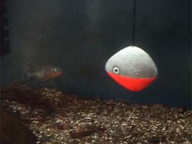 Photograph of a stickleback in a fish tank with a fake stickleback toy with a red belly.