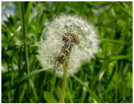 A photograph dandelion-seed head on a green, grassy background/